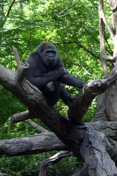 Gorilla in a Tree Relaxing 1 Foto stock
