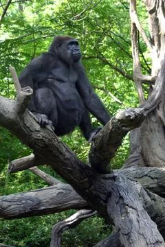 Gorilla in a Tree Relaxing 2 Foto stock