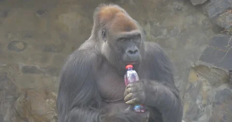 Gorilla Tries to Open Bottle by a Teeth 動画素材 61932574