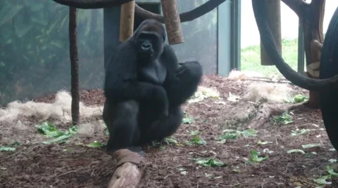 Gorilla Turning Around Vidéo 67500584