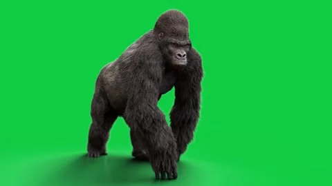 Gorilla Walk Side (loop)  HD green screen Stock-Footage 242547917