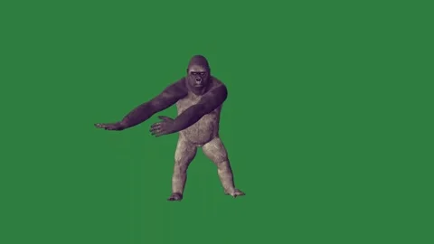 Gorilla Walking With Air Isolated Green Screen Stock Video Vidéo 338017904