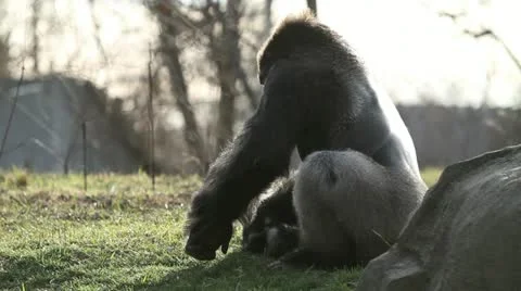Gorilla walking away Stock Footage 12726889