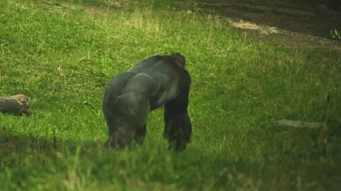 Gorilla is walking away Stock Footage 284243427