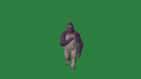 Gorilla Walking - Chroma Key Green Screen Footage 库存影片 338017893