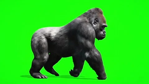 Gorilla walking continuously of the middle point in pure green screen Stock Footage 318390953