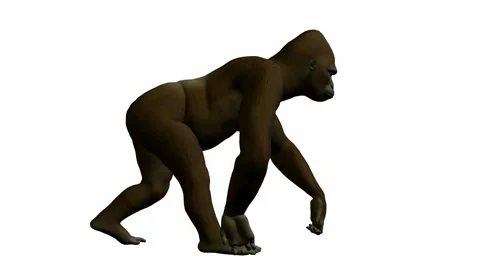 Gorilla walking Stock Footage 941948