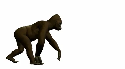 Gorilla walking Stock Footage 941952