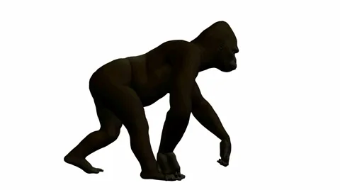 Gorilla walking Stock Footage 941954