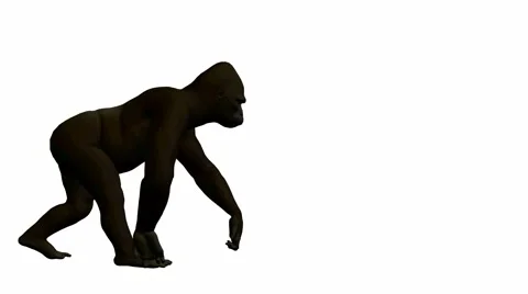 Gorilla walking 動画素材 941957