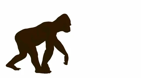Gorilla walking Stock Footage 941960
