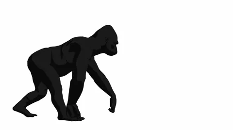 Gorilla walking Stock Footage 941963