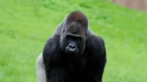 Gorilla walking Stock Footage 91151774