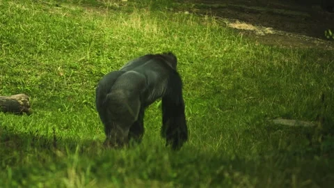 Gorilla walking Stock Footage 284250986