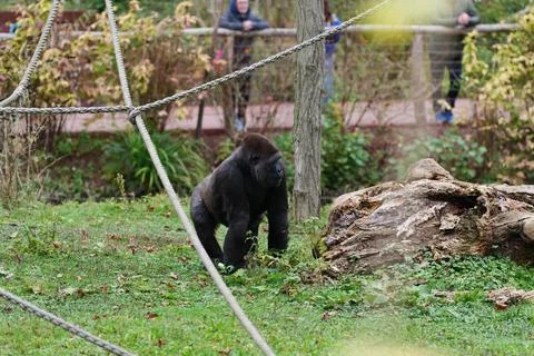 Gorilla walking in the grass. Fotos de archivo