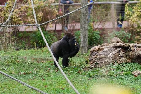 Gorilla walking in the grass. Fotos de archivo