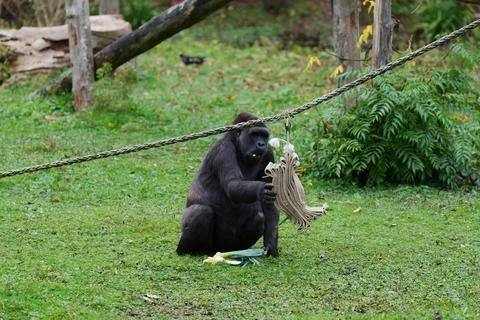 Gorilla walking in the grass. Fotos de archivo