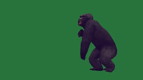 A gorilla walking on green screen and with its mouth open animated chromakey Video stock 335122297