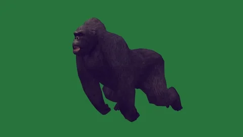 A gorilla walking on green screen and is animated chromakey background Video stock 335122302