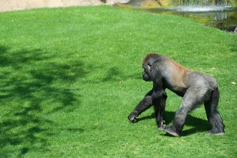 Gorilla walking Foto stock