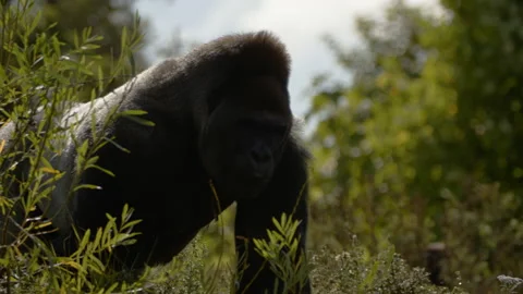 Gorilla walking then sitting down Close up Stock Footage 162483675