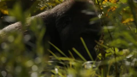 Gorilla walking through grass Close up Stock Footage 162483059
