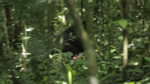 Gorilla walking through green plants in the forest, Congo, Central Africa Video stock 103806073