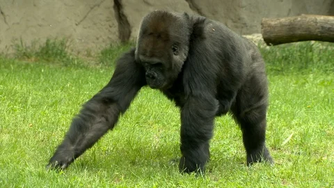 Gorilla walking towards up Stock Footage 87860401
