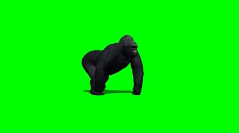 Gorilla walks - 2 different views - green screen Video stock 43062469