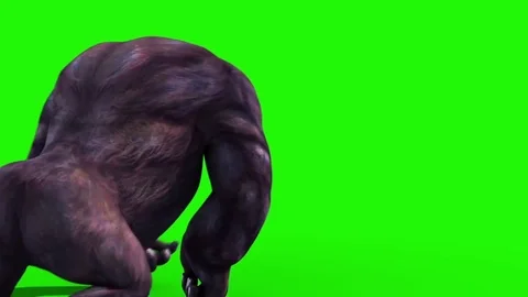 Gorilla Walks Back Green Screen 3D Rendering Animation Stock Footage 85225829