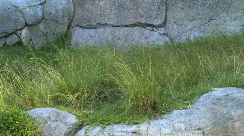 Gorilla walks Stock Footage 283040