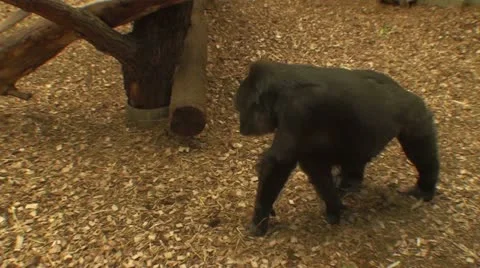 Gorilla walks on scrapings Video stock 10824817