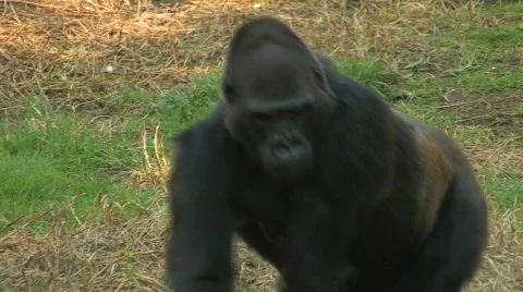 Gorilla Walks Toward Us Stock Footage 537092