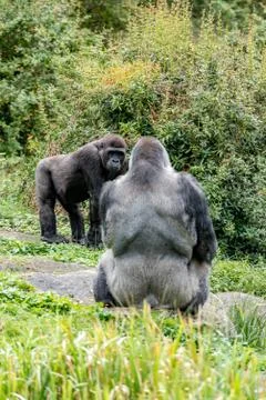Gorilla with a wide silver back Stock Photos