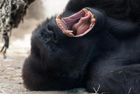 Gorilla Yawning Stock Photos