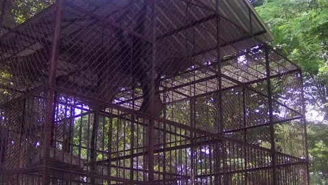 Gorilla yelling angrily Stock Footage 168083290