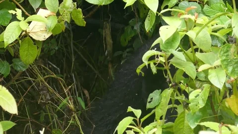 Gorilla with the young Stock Footage 227905431