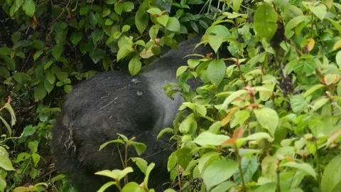 Gorilla with the young Stock Footage 227905601