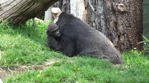 Gorilla in the Zoo 4 Stock Footage 38030308