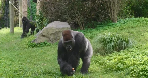 Gorilla in the Zoo Eating Stock Footage 140619226