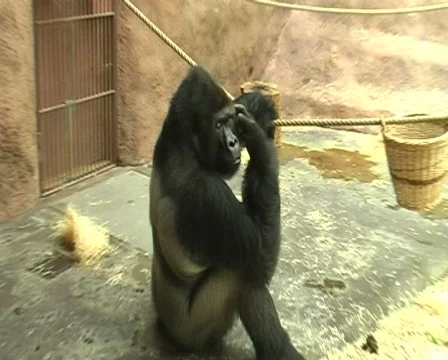 Gorilla in zoo 動画素材 309979