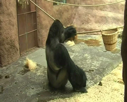 Gorilla in zoo Stock Footage 309986
