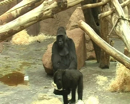 Gorilla in zoo Stock Footage 309993