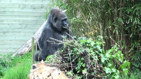 Gorilla In Zoo Video stock 38030139