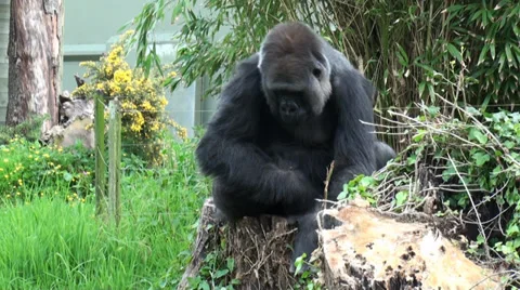 Gorilla In Zoo Video stock 38030272