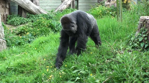 Gorilla In Zoo 動画素材 38030315