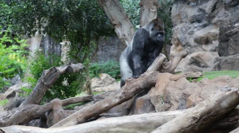 Gorilla in Zoo Stock Footage 48434189