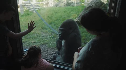 Gorilla At The Zoo Stock Footage 252384131
