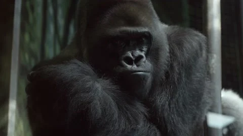 Gorilla at zoo looking into camera close up shot Stock Footage 228633029