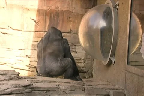 Gorilla in Zoo Pen Stock Footage 10704407